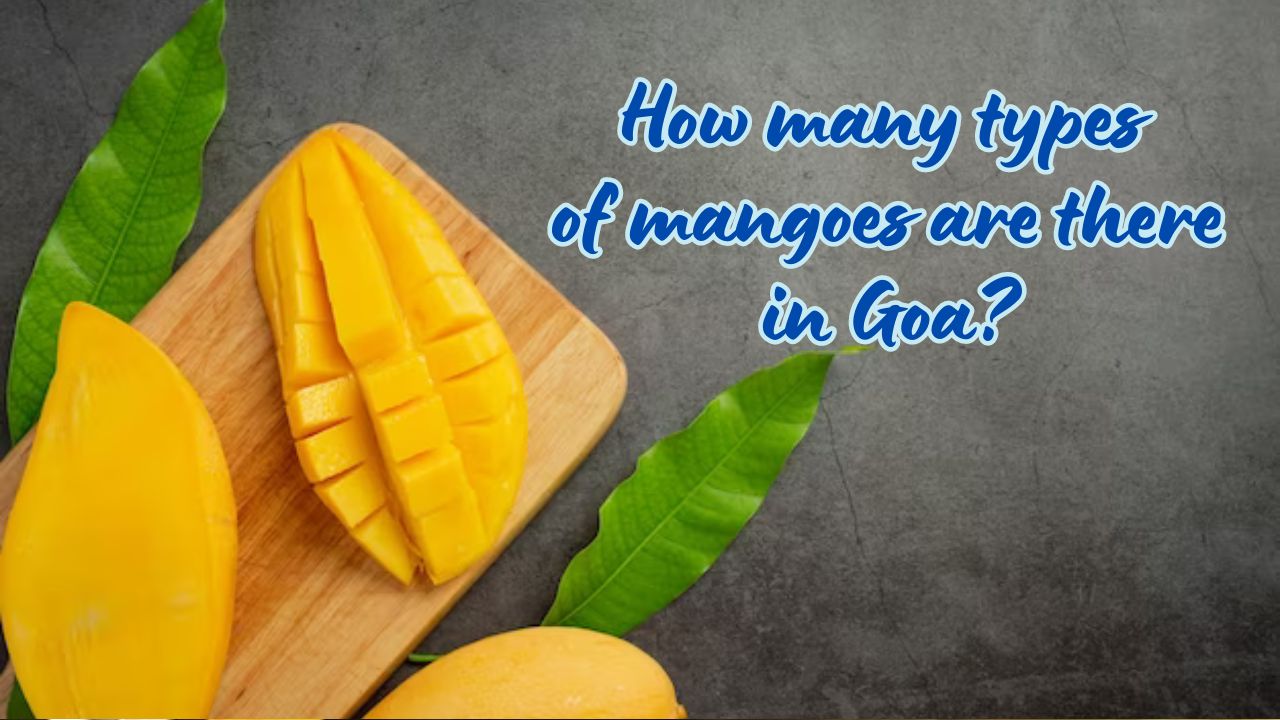 How many types of mangoes are there in Goa?